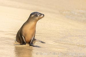 California sea lion pup on golden sand beach at sunrise, Zalophus californianus, La Jolla