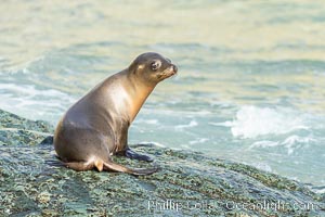 California sea lion pup on wash rock at sunrise, Zalophus californianus, La Jolla