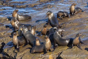 California sea lion pups gather on the beach, Point La Jolla, Zalophus californianus