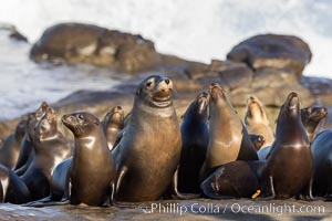 California sea lion pups gather on the beach, Point La Jolla, Zalophus californianus