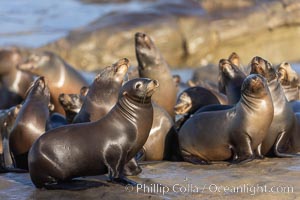 California sea lion pups gather on the beach, Point La Jolla