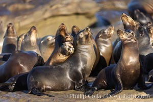 California sea lion pups gather on the beach, Point La Jolla, Zalophus californianus