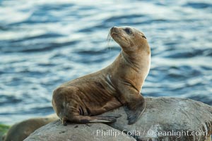 California sea lion hauled out on rocks beside the ocean, Zalophus californianus, La Jolla