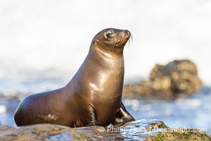 California Sea Lion Resting in the Sun, on rocky reef, Zalophus californianus, La Jolla
