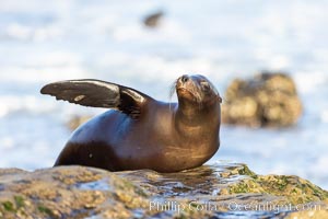 California Sea Lion Resting in the Sun, on rocky reef