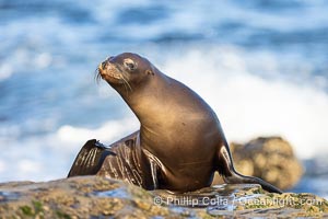 California Sea Lion Resting in the Sun, on rocky reef, Zalophus californianus, La Jolla