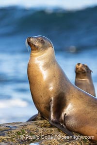 California Sea Lion Resting in the Sun, on rocky reef, Zalophus californianus, La Jolla