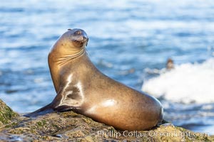 California Sea Lion Resting in the Sun, on rocky reef