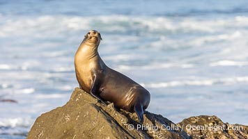 California Sea Lion Resting in the Sun, on rocky reef, Zalophus californianus, La Jolla