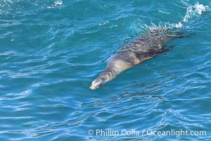 California sea lion speeds across the face of a wave while bodysurfing, La Jolla, California