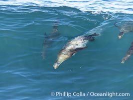 California sea lion speeds across the face of a wave while bodysurfing, La Jolla, California