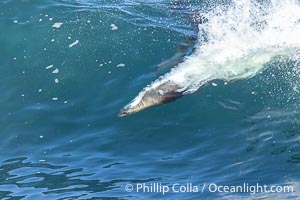 California sea lion speeds across the face of a wave while bodysurfing, La Jolla, California