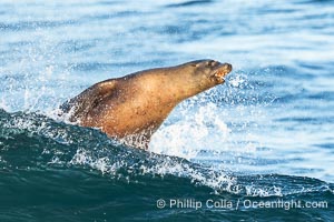 A California Sea Lion Surfing a Big Wave at La Jolla Cove, San Diego, Zalophus californianus