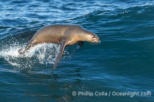 A California Sea Lion Surfing a Big Wave at La Jolla Cove, San Diego, Zalophus californianus