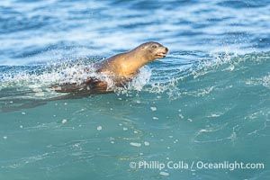 California Sea Lion Surfing Waves at La Jolla Cove and Boomer Beach, San Diego, Zalophus californianus