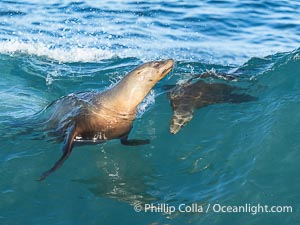 California Sea Lion Surfing Waves at La Jolla Cove and Boomer Beach, San Diego, Zalophus californianus