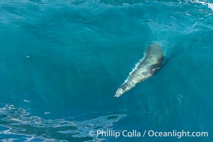 California sea lion suspended in a large wave while bodysurfing, Boomer Beach, La Jolla