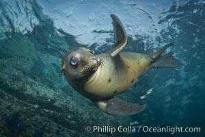 California sea lion underwater. Sea of Cortez, Baja California, Mexico, Zalophus californianus, natural history stock photograph, photo id 27418