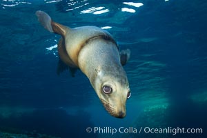 California sea lion injured by fishing line, at Los Islotes in the Southern Sea of Cortez, Zalophus californianus