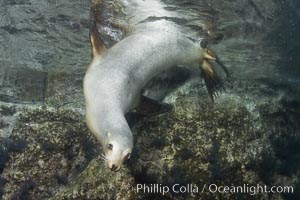 California sea lion underwater. Sea of Cortez, Baja California, Mexico, Zalophus californianus, natural history stock photograph, photo id 27421
