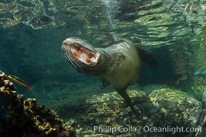 California sea lion underwater.