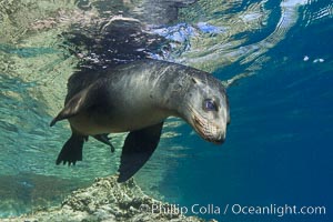 California sea lion underwater.