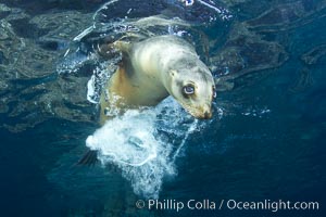 California sea lion underwater, Zalophus californianus, Sea of Cortez