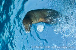 California sea lion underwater, Zalophus californianus, Sea of Cortez