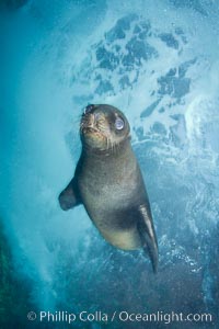 California sea lion underwater, Zalophus californianus, Sea of Cortez