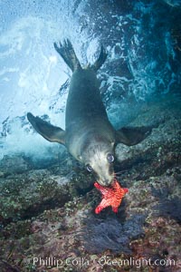 California sea lion underwater playing with sea star.