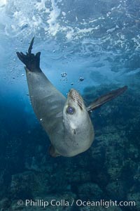 California sea lion underwater, Zalophus californianus, Sea of Cortez