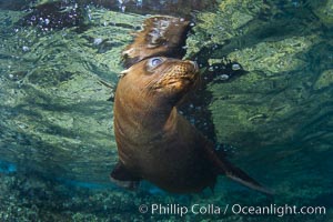 California sea lion underwater, Zalophus californianus, Sea of Cortez