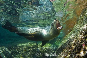 California sea lion underwater, Zalophus californianus, Sea of Cortez