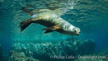 California sea lion underwater, Zalophus californianus, Sea of Cortez