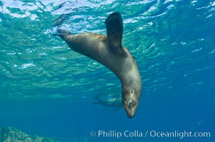 California sea lion underwater, Zalophus californianus, Sea of Cortez