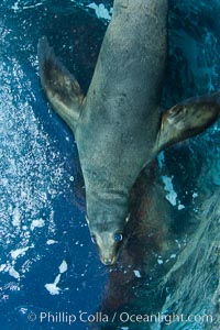 California sea lion underwater, Zalophus californianus, Sea of Cortez