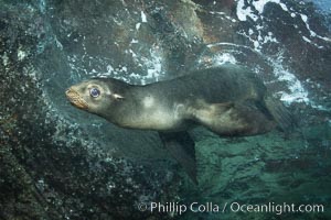 California sea lion underwater, Zalophus californianus, Sea of Cortez