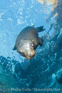 California sea lion underwater, Zalophus californianus, Sea of Cortez