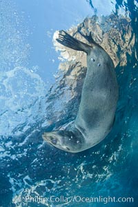 California sea lion underwater, Zalophus californianus, Sea of Cortez