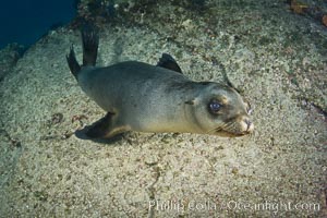 California sea lion underwater, Zalophus californianus, Sea of Cortez