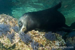 California sea lion underwater, Zalophus californianus, Sea of Cortez