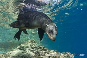 California sea lion underwater, Zalophus californianus, Sea of Cortez