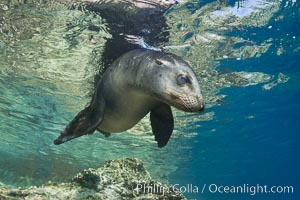 California sea lion underwater, Zalophus californianus, Sea of Cortez