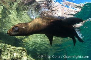 California sea lion underwater, Zalophus californianus, Sea of Cortez