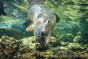 California sea lion underwater, Zalophus californianus, Sea of Cortez