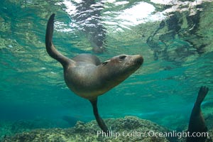 California sea lion underwater, Zalophus californianus, Sea of Cortez