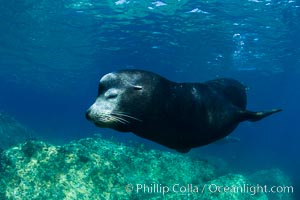 California sea lion underwater, Zalophus californianus, Sea of Cortez