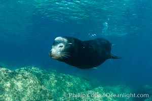 California sea lion, adult male bull, underwater, Zalophus californianus, Sea of Cortez