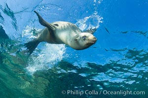 California sea lion underwater, Zalophus californianus, Sea of Cortez