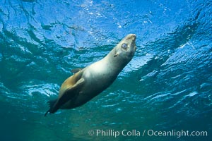 California sea lion underwater, Zalophus californianus, Sea of Cortez